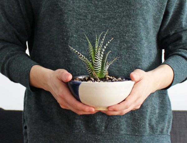 plantes